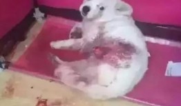 一个狗狗最新爆料视频大全,狗狗最新爆料视频大全集锦